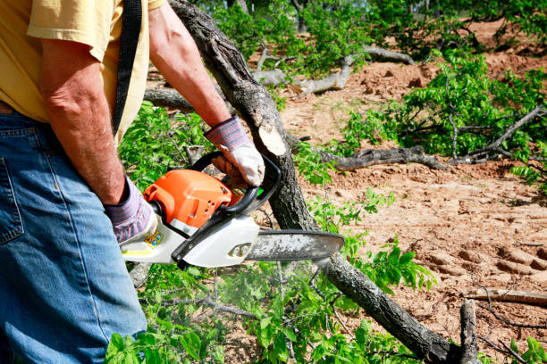 Best Emergency Tree Service  in Clayton, NJ